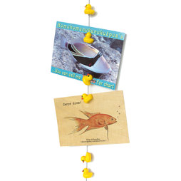 FL-07, Fotokoord Ducky 1${dec}5 m, met ophanglus en stalen gewicht, incl. 8 eendemagneten